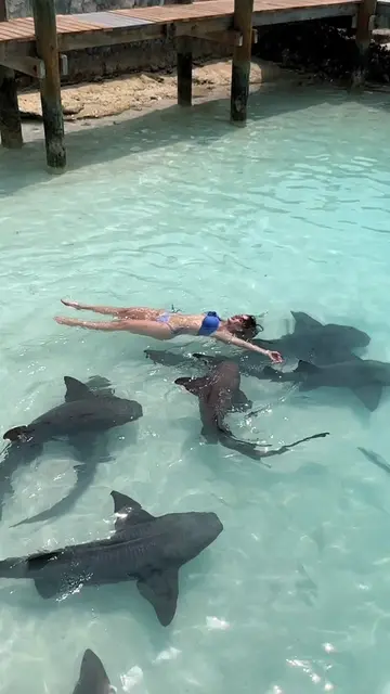 Video 7392294722498284806